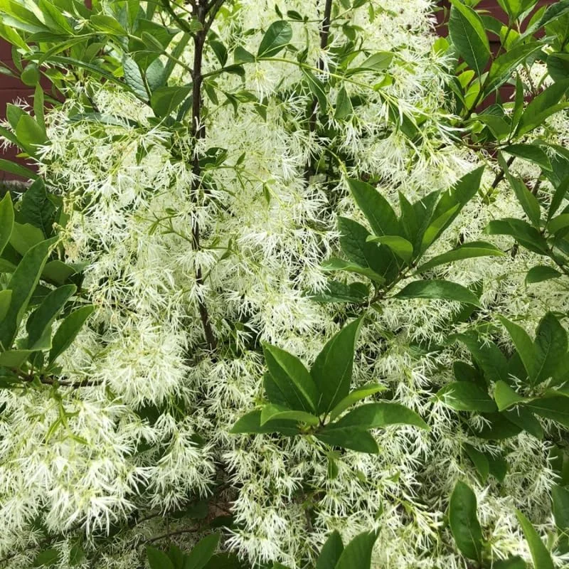 Fringe Tree Live Plant – White Fringetree – 8 to 10 Inch Tall Potted Outdoor Tree - Image 2