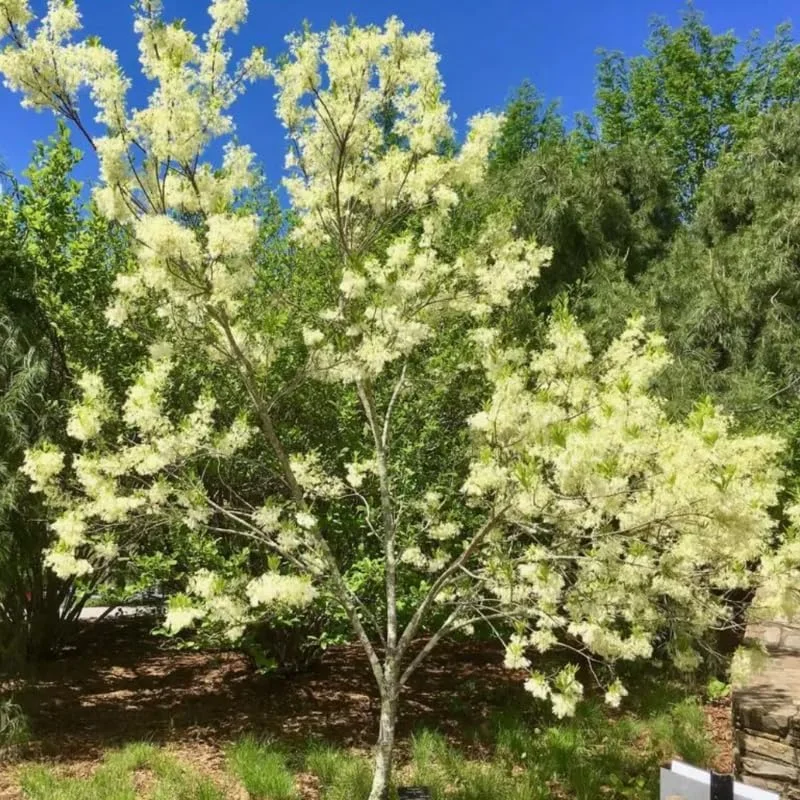 Fringe Tree Live Plant – White Fringetree – 8 to 10 Inch Tall Potted Outdoor Tree - Image 3