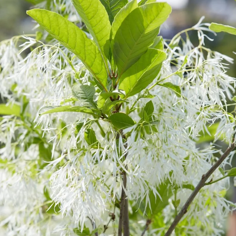 Fringe Tree Live Plant – White Fringetree – 8 to 10 Inch Tall Potted Outdoor Tree - Image 4
