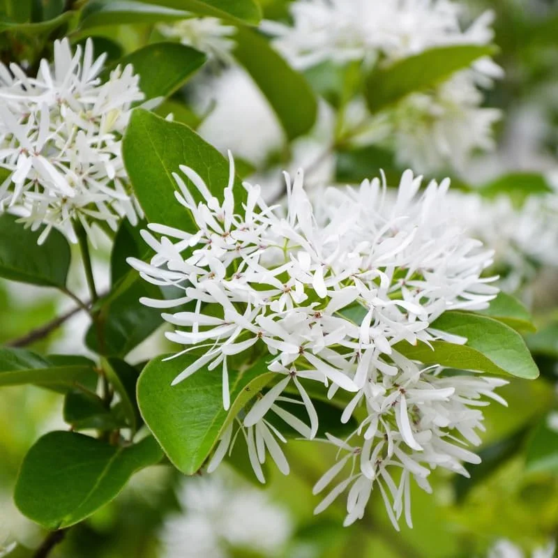 Fringe Tree Live Plant – White Fringetree – 8 to 10 Inch Tall Potted Outdoor Tree - Image 6