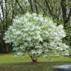 Fringe Tree Live Plant – White Fringetree – 8 to 10 Inch Tall Potted Outdoor Tree - Image 1