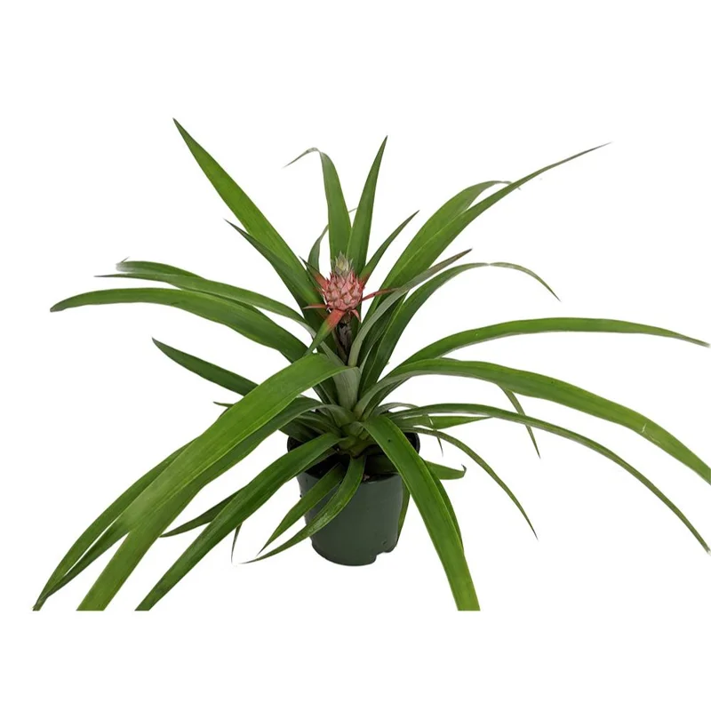 Fruiting Pineapple Plant - Ananas comosus Live Plant - 5 inch Pot - Image 2