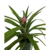 Fruiting Pineapple Plant - Ananas comosus Live Plant - 5 inch Pot - Image 1