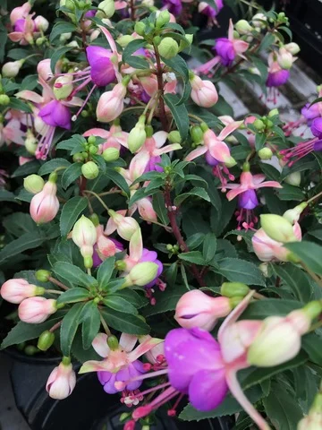 Fuchsia Ballerina Flower Live Plant - Heat & Cold Tolerant Perennial - Image 2