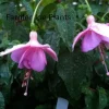 Fuchsia Ballerina Flower Live Plant - Heat & Cold Tolerant Perennial - Image 1
