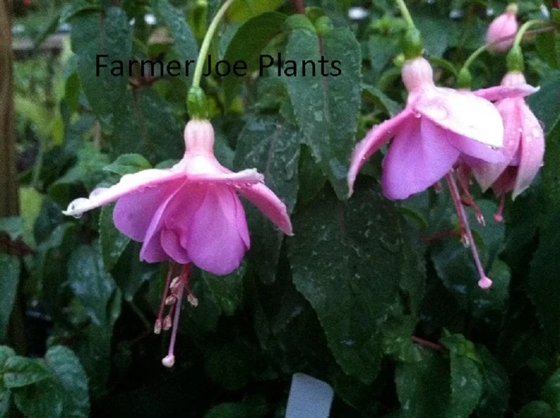 Fuchsia Ballerina Flower Live Plant - Heat & Cold Tolerant Perennial - Image 1