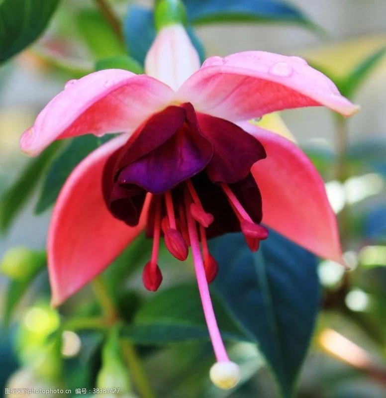 Fuchsia Flower Seeds - 20 Count Pack - Vibrant Blooms for Garden & Pots - Image 2