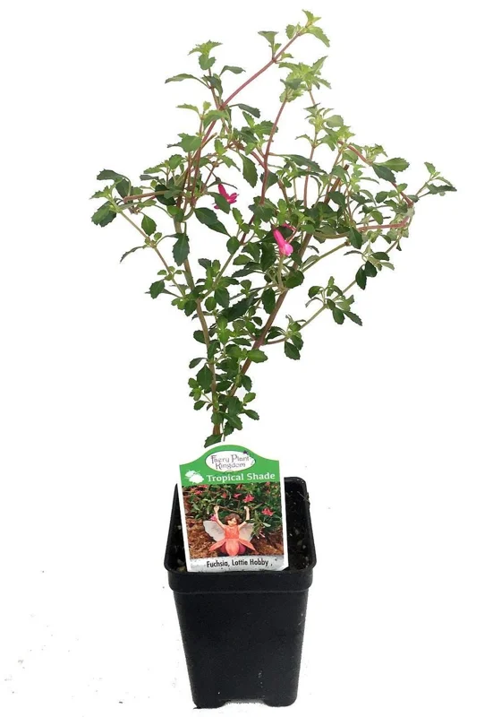 Fuchsia Live Plant - Mini Lottie Hobby Fuchsia for Indoors/Outdoors, 2.5 inch Pot - Image 2