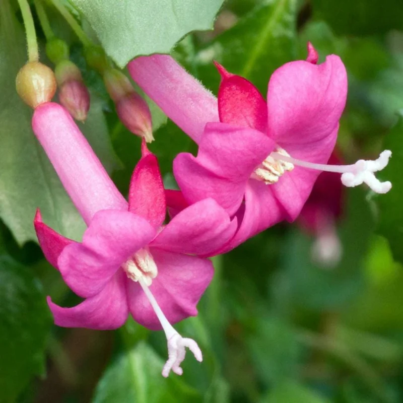 Fuchsia Live Plant - Mini Lottie Hobby Fuchsia for Indoors/Outdoors, 2.5 inch Pot - Image 1