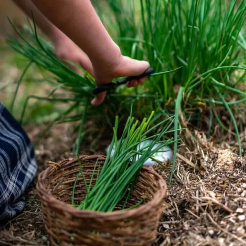 Garlic Chives Live Plant – 2 Pack, 4 Inch Tall Hardy Perennial for Planting - Image 3