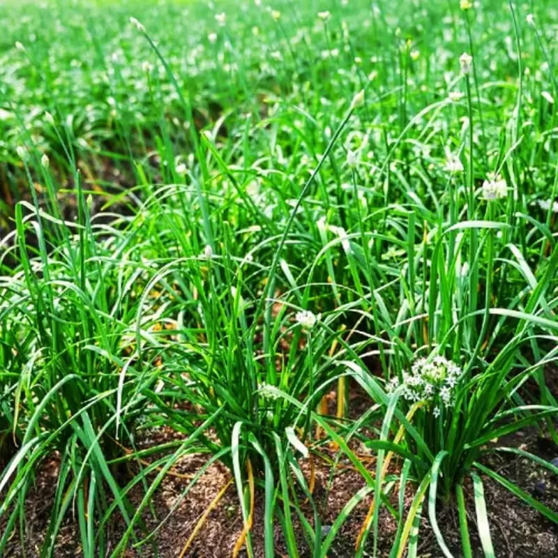 Garlic Chives Live Plant – 2 Pack, 4 Inch Tall Hardy Perennial for Planting - Image 6