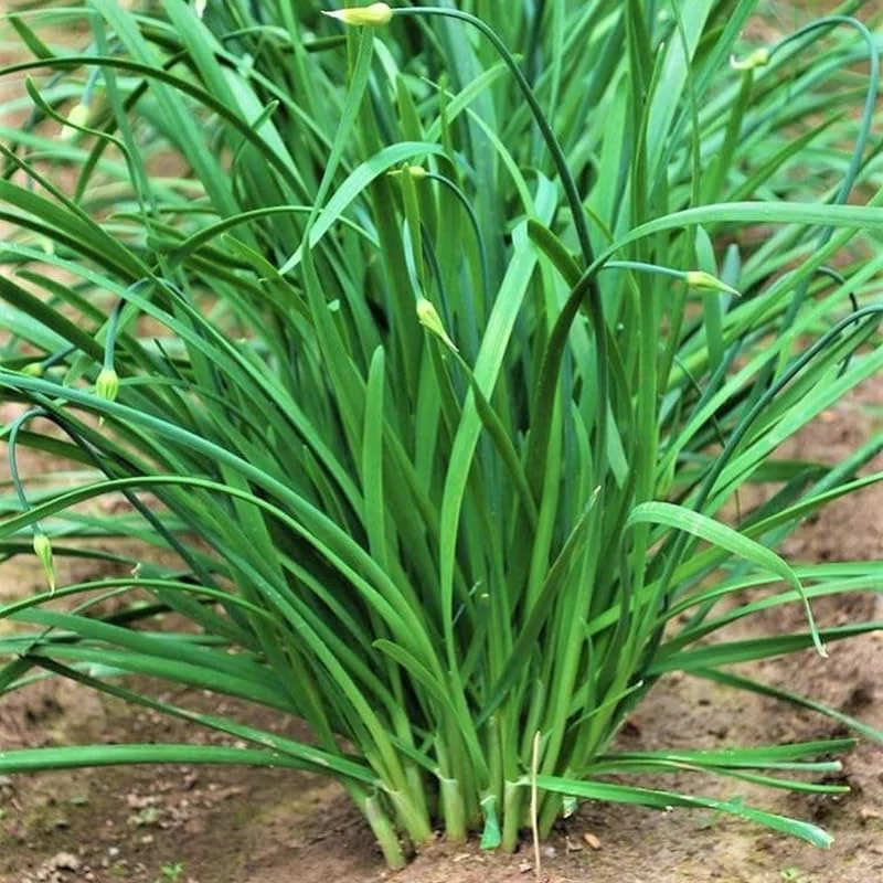Garlic Chives Live Plant – 2 Pack, 4 Inch Tall Hardy Perennial for Planting - Image 1