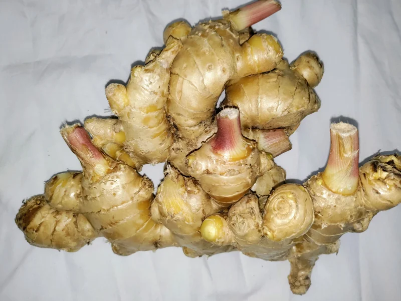 Ginger Rhizomes - Edible Zingiber officinale for Planting & Culinary Use - Image 2
