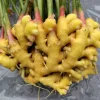 Ginger Rhizomes - Edible Zingiber officinale for Planting & Culinary Use - Image 1