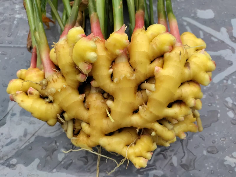 Ginger Rhizomes - Edible Zingiber officinale for Planting & Culinary Use - Image 1