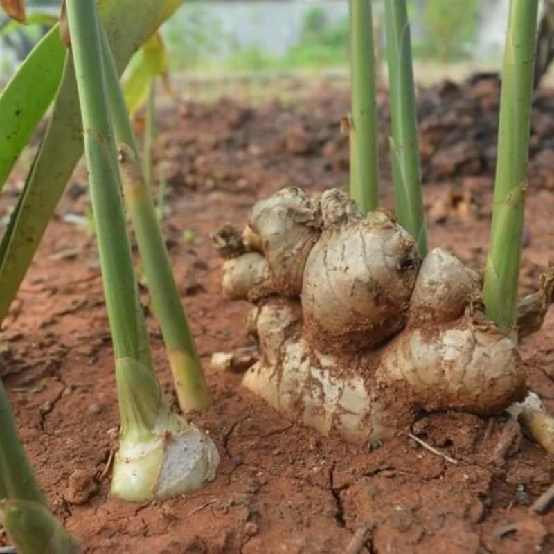Ginger Root Live Plant Set - 2 Herb Plants for Planting, 4-8 Inch Tall - Image 2