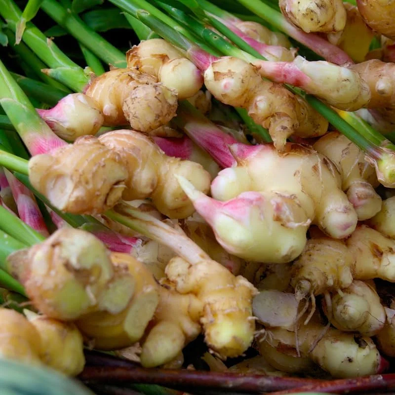 Ginger Root Live Plant Set - 2 Herb Plants for Planting, 4-8 Inch Tall - Image 1