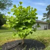 Ginkgo Biloba Live Plant Seedling 6-12" Tall in Quart Pot - Shade Tree - Image 1