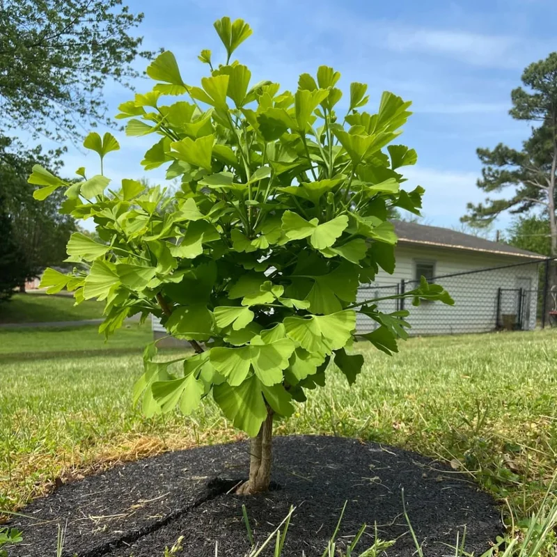 Ginkgo Biloba Live Plant Seedling 6-12" Tall in Quart Pot - Shade Tree - Image 1