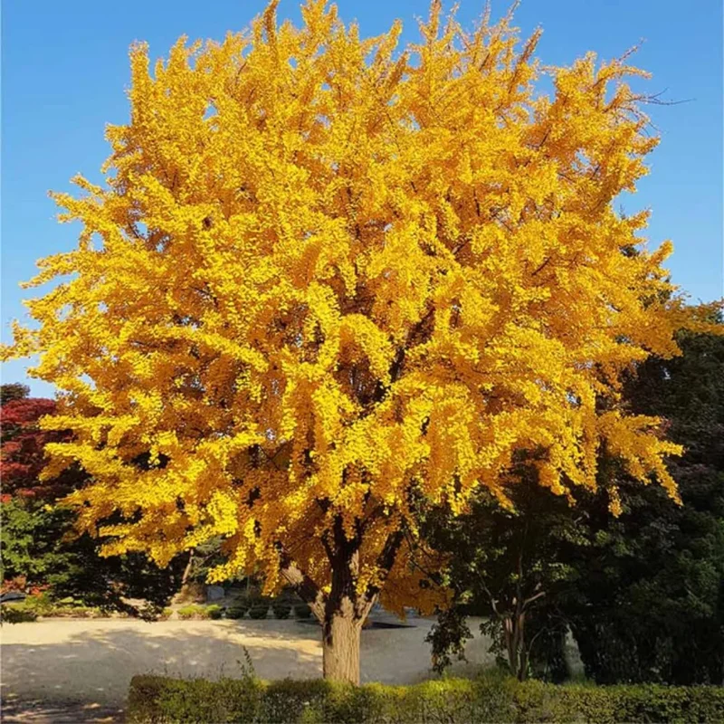Ginkgo Biloba Live Plant Seedling 6-12" Tall in Quart Pot - Shade Tree - Image 5