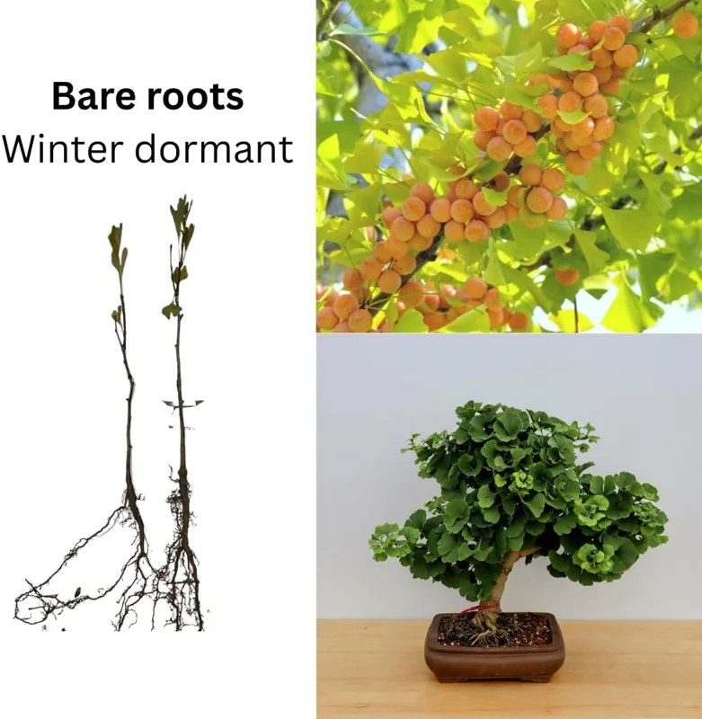 Ginkgo Biloba Live Tree Plants - 2 Pack Bare Roots 6-12'' Tall - Outdoor - Image 2