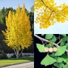 Ginkgo Biloba Live Tree Plants - 2 Pack Bare Roots 6-12'' Tall - Outdoor - Image 1