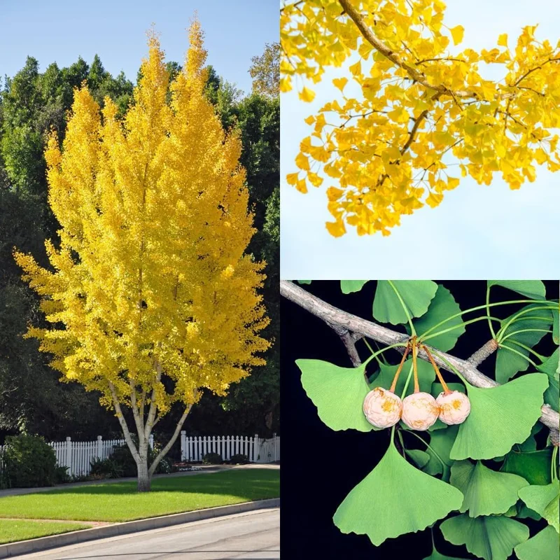 Ginkgo Biloba Live Tree Plants - 2 Pack Bare Roots 6-12'' Tall - Outdoor - Image 1
