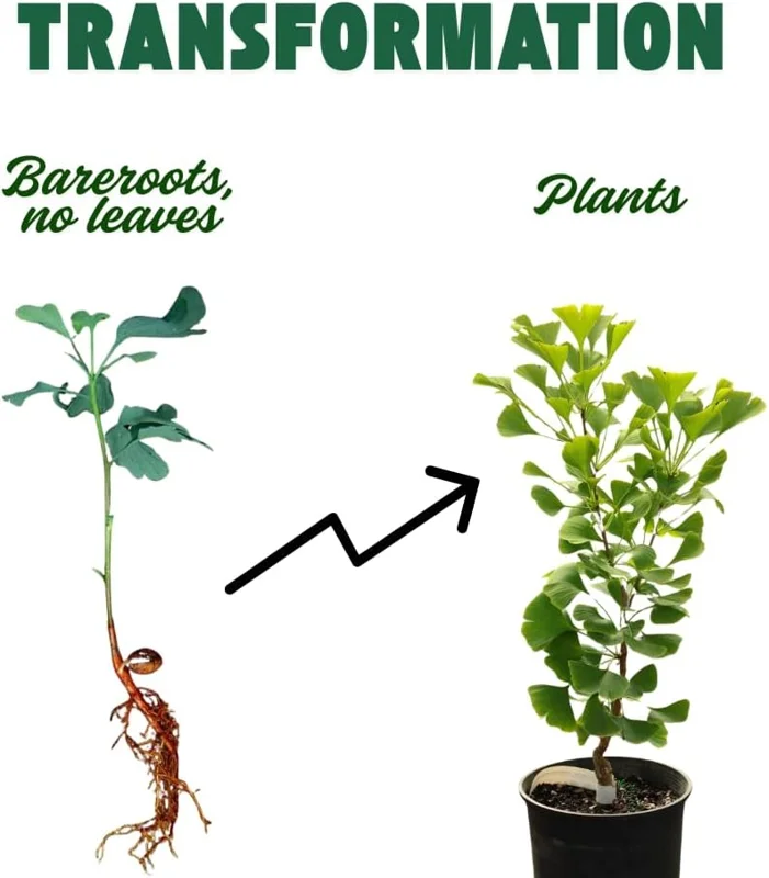 Ginkgo Biloba Trees Bare Roots - 2 Pack, Yellow Fall Color, 6-12 Inches, Cold Hardy, Outdoor Shade Tree - Image 2