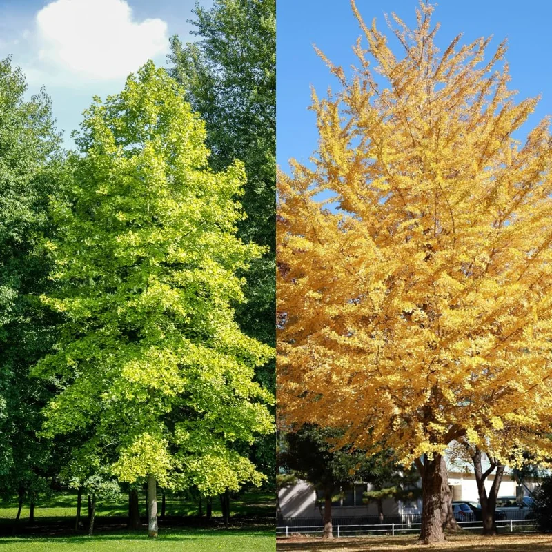 Ginkgo Biloba Trees Bare Roots - 2 Pack, Yellow Fall Color, 6-12 Inches, Cold Hardy, Outdoor Shade Tree - Image 3