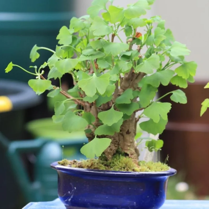 Ginkgo Biloba Trees Bare Roots - 2 Pack, Yellow Fall Color, 6-12 Inches, Cold Hardy, Outdoor Shade Tree - Image 4