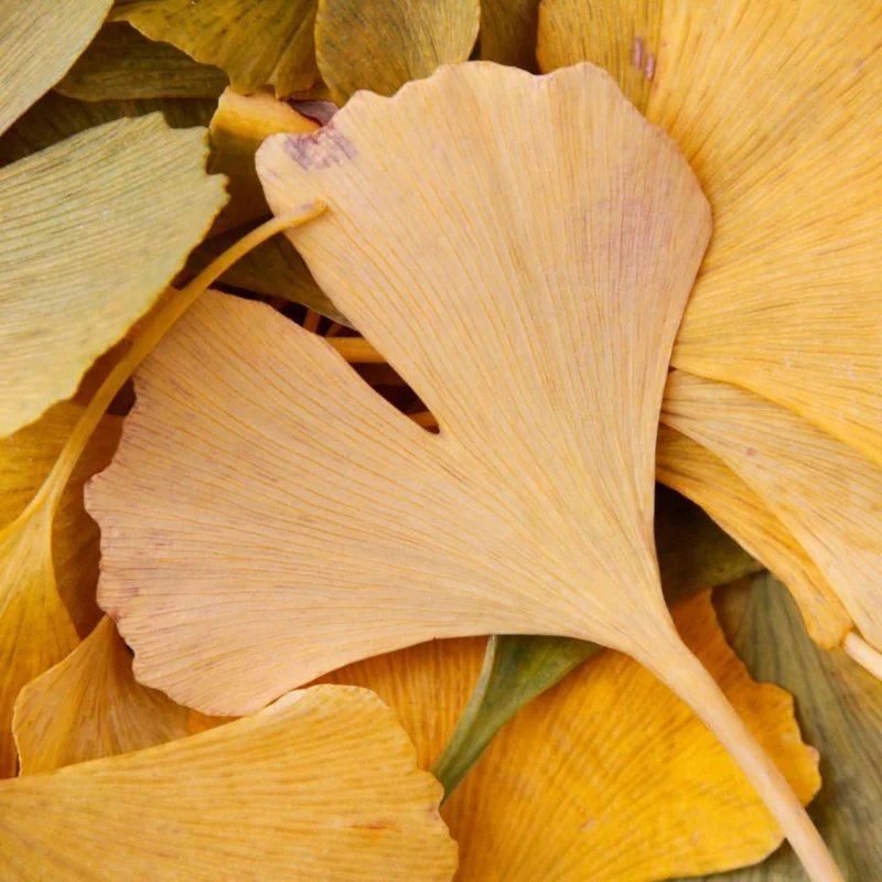 Ginkgo Biloba Trees Bare Roots - 2 Pack, Yellow Fall Color, 6-12 Inches, Cold Hardy, Outdoor Shade Tree - Image 5