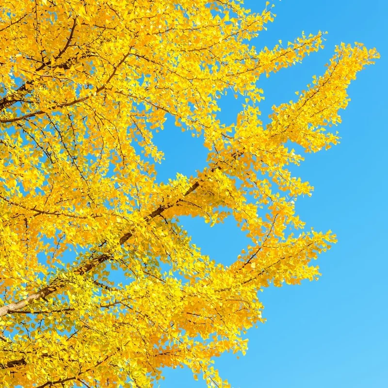 Ginkgo Biloba Trees Bare Roots - 2 Pack, Yellow Fall Color, 6-12 Inches, Cold Hardy, Outdoor Shade Tree - Image 6