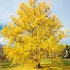 Ginkgo Biloba Trees Bare Roots - 2 Pack, Yellow Fall Color, 6-12 Inches, Cold Hardy, Outdoor Shade Tree - Image 1