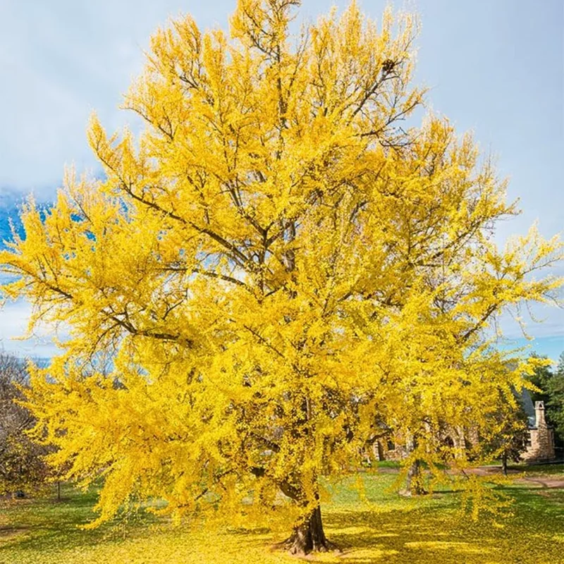Ginkgo Biloba Trees Bare Roots - 2 Pack, Yellow Fall Color, 6-12 Inches, Cold Hardy, Outdoor Shade Tree - Image 1