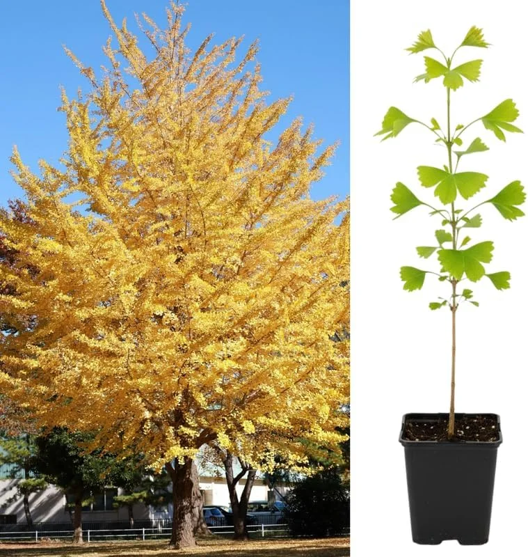 Ginkgo Tree Live Plant - 6-12 Inch Tall in Quart Pot, Outdoor Shade Tree - Image 2