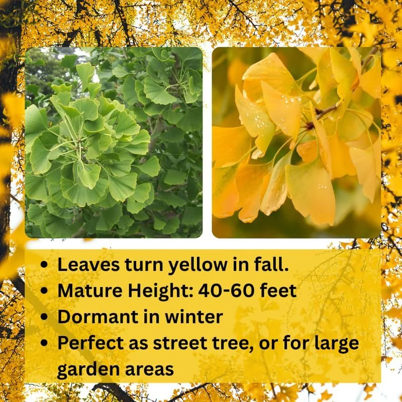 Ginkgo Tree Live Plant - 6-12 Inch Tall in Quart Pot, Outdoor Shade Tree - Image 4