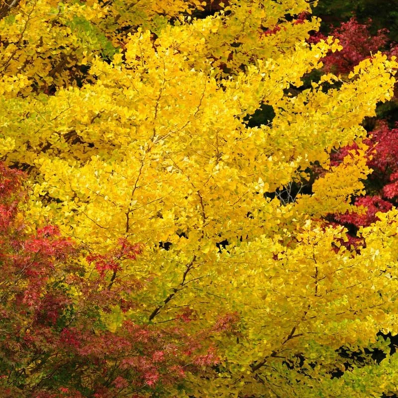 Ginkgo Tree Live Plant - 6-12 Inch Tall in Quart Pot, Outdoor Shade Tree - Image 5