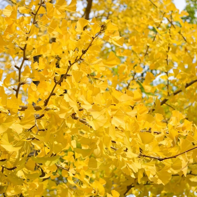Ginkgo Tree Live Plant - 6-12 Inch Tall in Quart Pot, Outdoor Shade Tree - Image 6