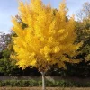 Ginkgo Tree Live Plant - 6-12 Inch Tall in Quart Pot, Outdoor Shade Tree - Image 1