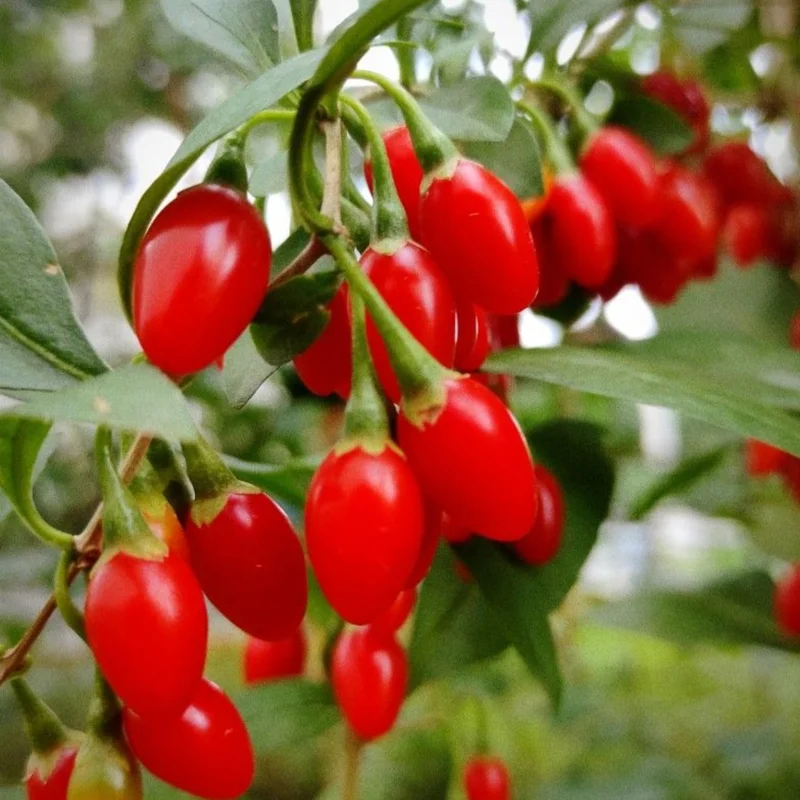 Goji Berry Live Plant – 8-12 inch Tall Bush – Half-Gallon Pot – Outdoor Fruit Tree - Image 2