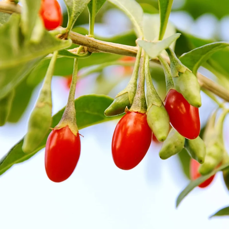 Goji Berry Live Plant – 8-12 inch Tall Bush – Half-Gallon Pot – Outdoor Fruit Tree - Image 3