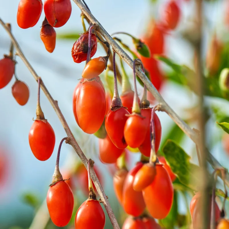 Goji Berry Live Plant – 8-12 inch Tall Bush – Half-Gallon Pot – Outdoor Fruit Tree - Image 4