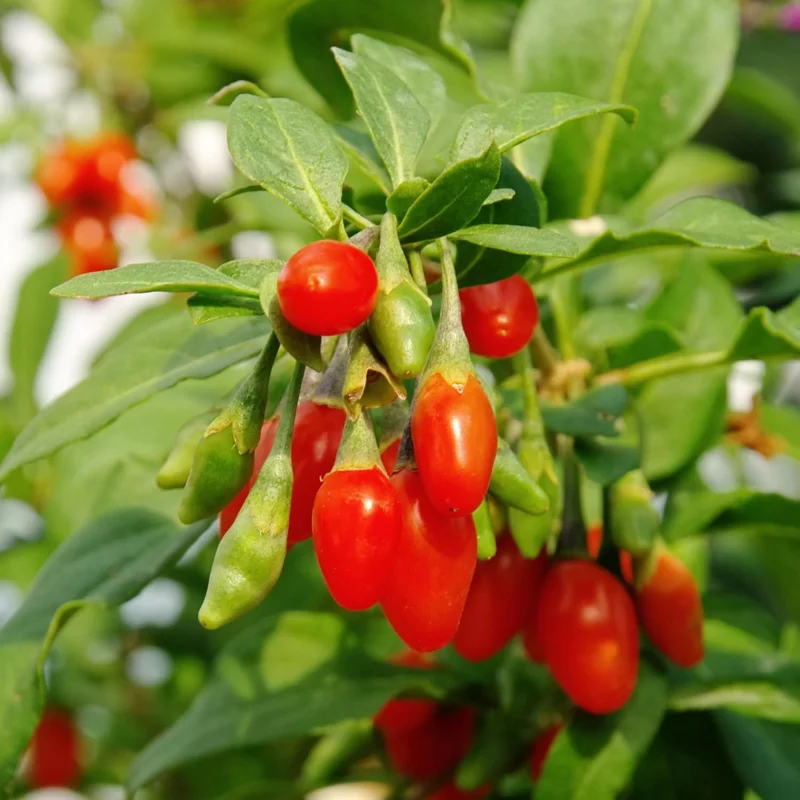 Goji Berry Live Plant – 8-12 inch Tall Bush – Half-Gallon Pot – Outdoor Fruit Tree - Image 6