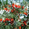 Goji Berry Live Plant – 8-12 inch Tall Bush – Half-Gallon Pot – Outdoor Fruit Tree - Image 1