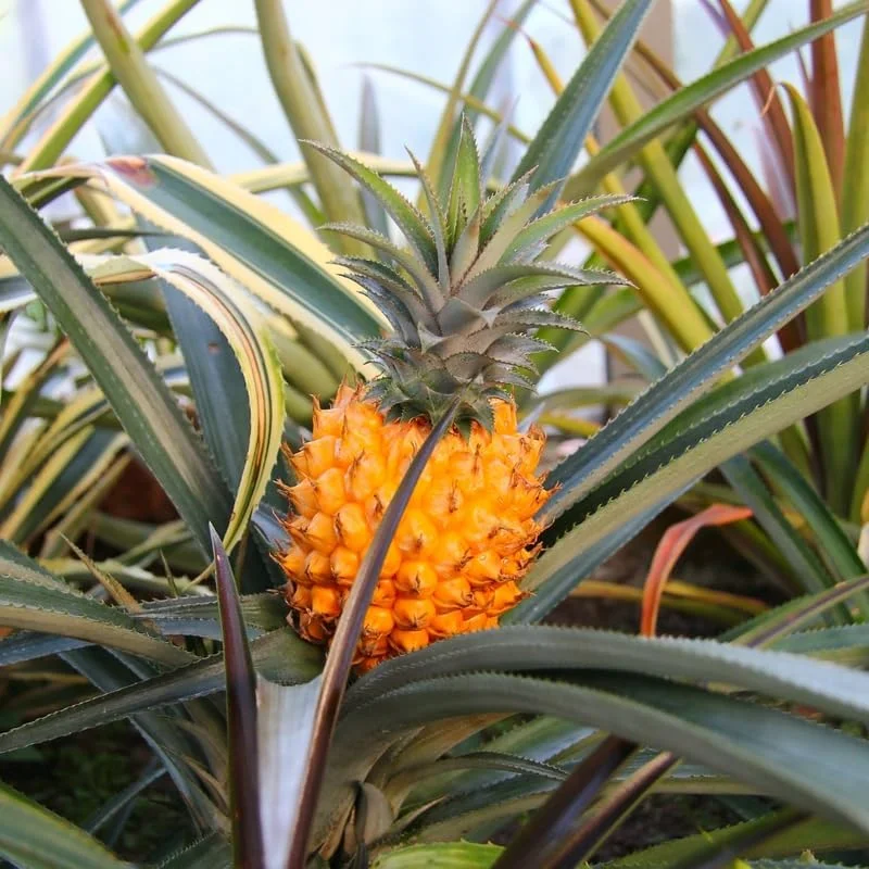 Gold Pineapple Live Plant – Sweet Fruit Tree – 5 to 8 Inch Tall Fruit Plant - Image 2