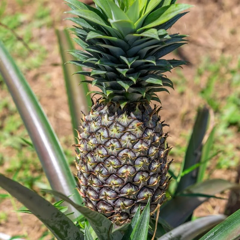 Gold Pineapple Live Plant – Sweet Fruit Tree – 5 to 8 Inch Tall Fruit Plant - Image 3