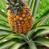 Gold Pineapple Live Plant – Sweet Fruit Tree – 5 to 8 Inch Tall Fruit Plant - Image 1
