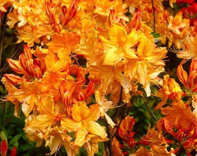 Golden Lights Exbury Azalea Live Plant - Hardy Shrub - 4 inch Pot - Image 2