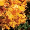 Golden Lights Exbury Azalea Live Plant - Hardy Shrub - 4 inch Pot - Image 1