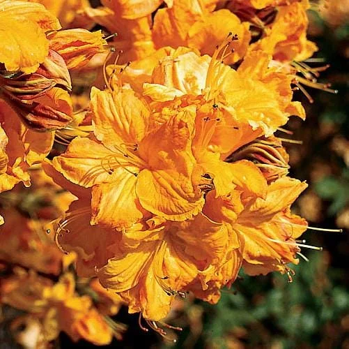 Golden Lights Exbury Azalea Live Plant - Hardy Shrub - 4 inch Pot - Image 1